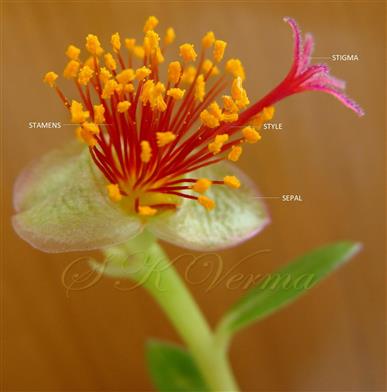  Flower with petals removed